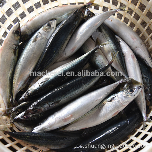 Pescado de caballa redondo entero congelado para alimentos enlatados